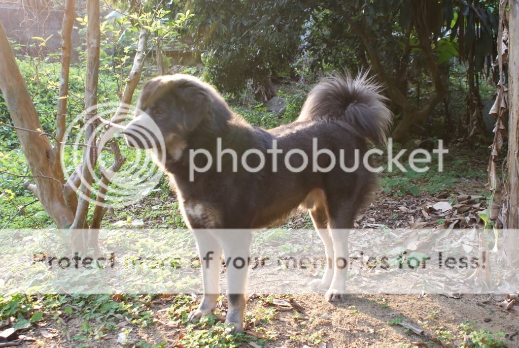 tibetan mastiff (c) coma4282 do-khyi tibetan mastiff breeders