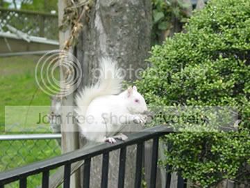 re: ' Snow-balls'  my albino squirrel